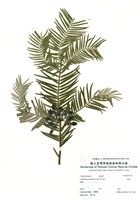 藏品(粗榧)的圖片